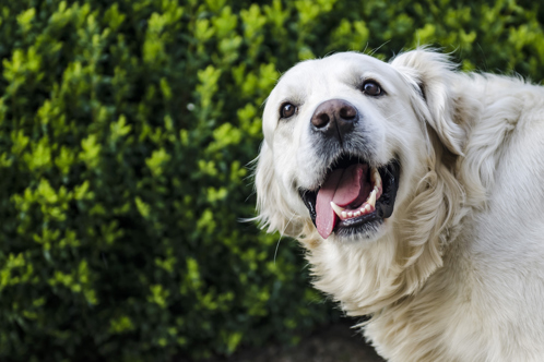 A dog standing with its tongue hanging out in-front of a hedge