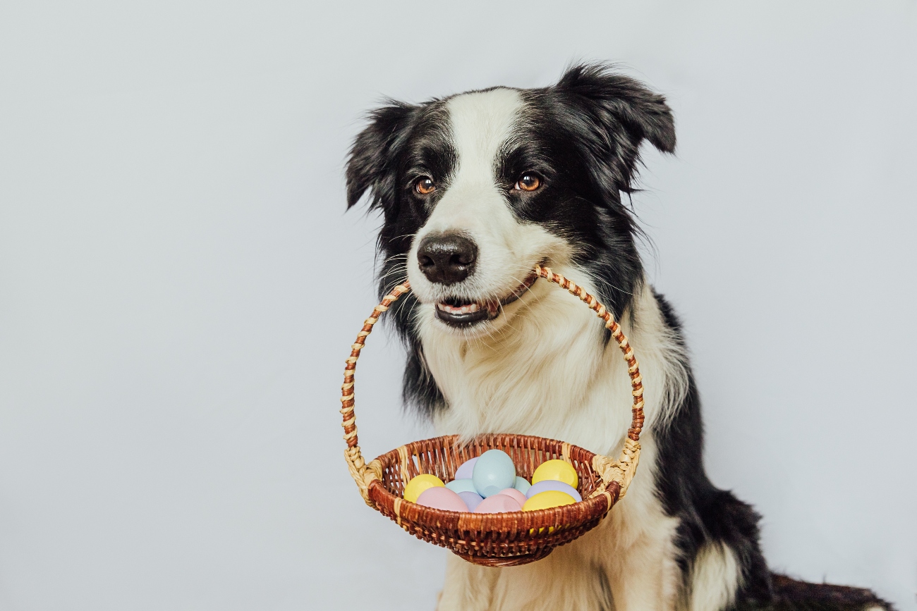 Dog holding an Easter egg basket