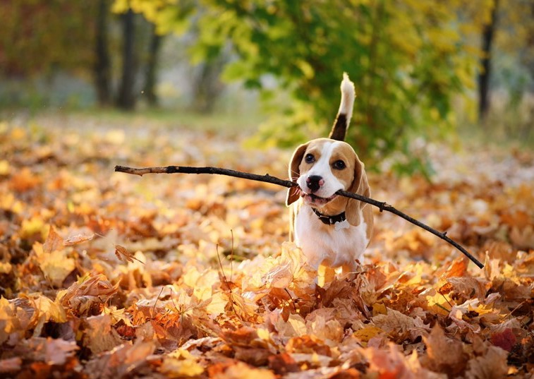 a beagle holding a stick in its mouth 