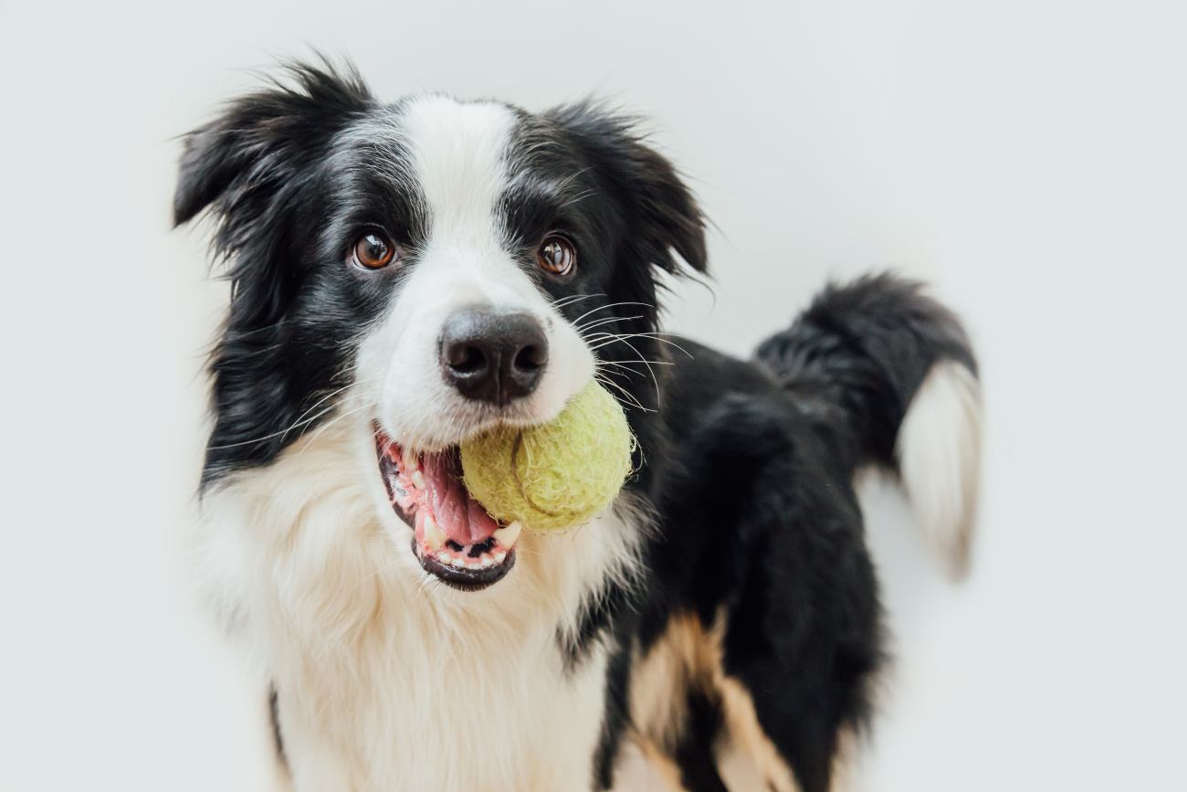 The Border Collie combines brains with athleticism, a trait that has earned them the title as one of the smartest dog breeds in the world