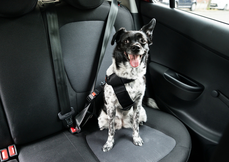 Dog wearing seatbelt
