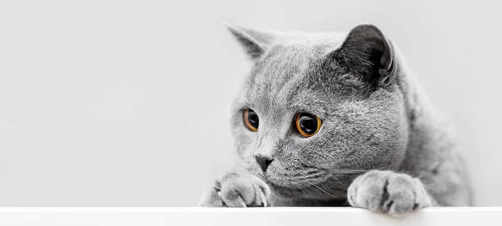 A grey cat against a grey background laying with its paws out in-front