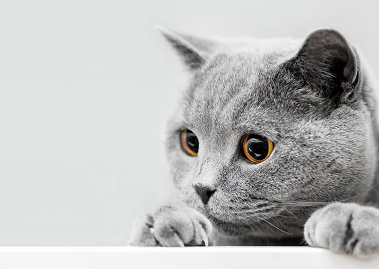 A grey cat against a grey background laying with its paws out in-front