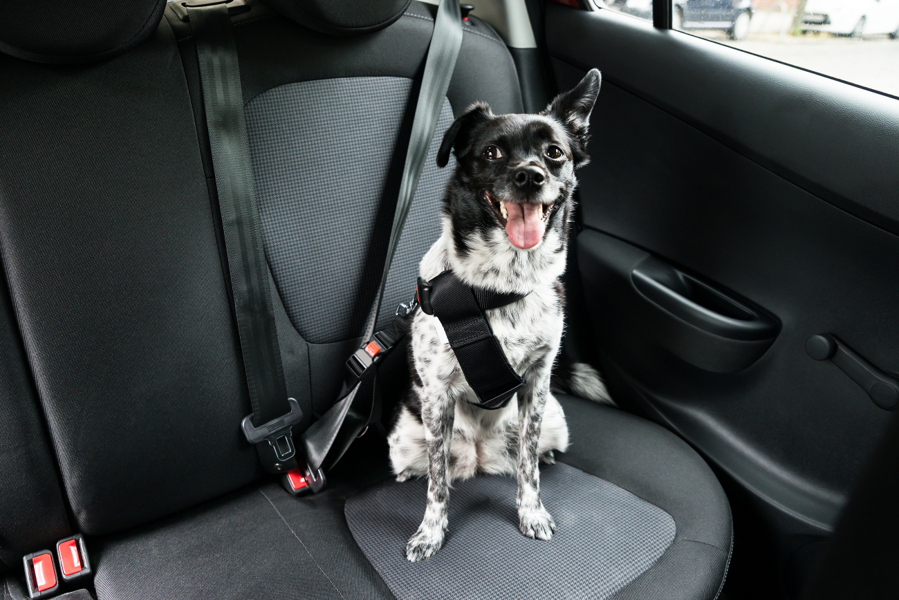 a dog smiling wearing a seatbelt
