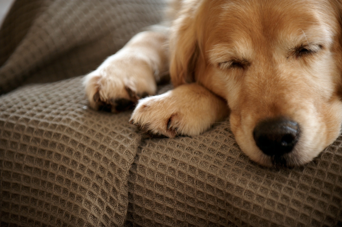 dog asleep on blanket