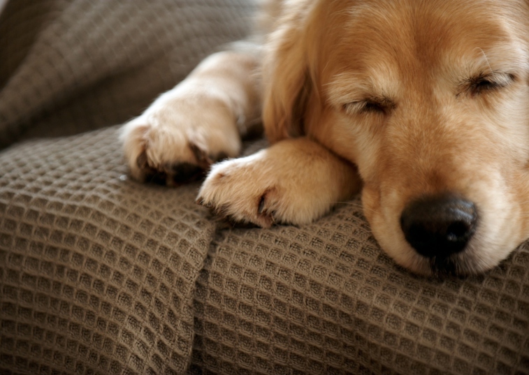 Golden Labrador asleep on a blanket
