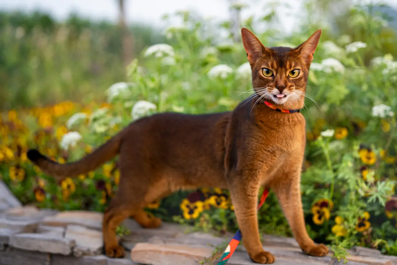 Abyssinian cats are considered one of the oldest domesticated cat breeds, with a history that is often linked to ancient Egypt. Their regal appearance and sleek coat pattern have led many to believe that they resemble the cats depicted in ancient Egyptian art and hieroglyphs. This connection adds a layer of mystique to their already fascinating background, making them a breed steeped in history and allure.