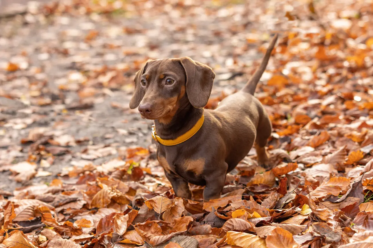 Despite their small size, Dachshunds have a big dog bark, making them excellent watchdogs. Their deep, loud bark can be surprising for those unfamiliar with the breed.