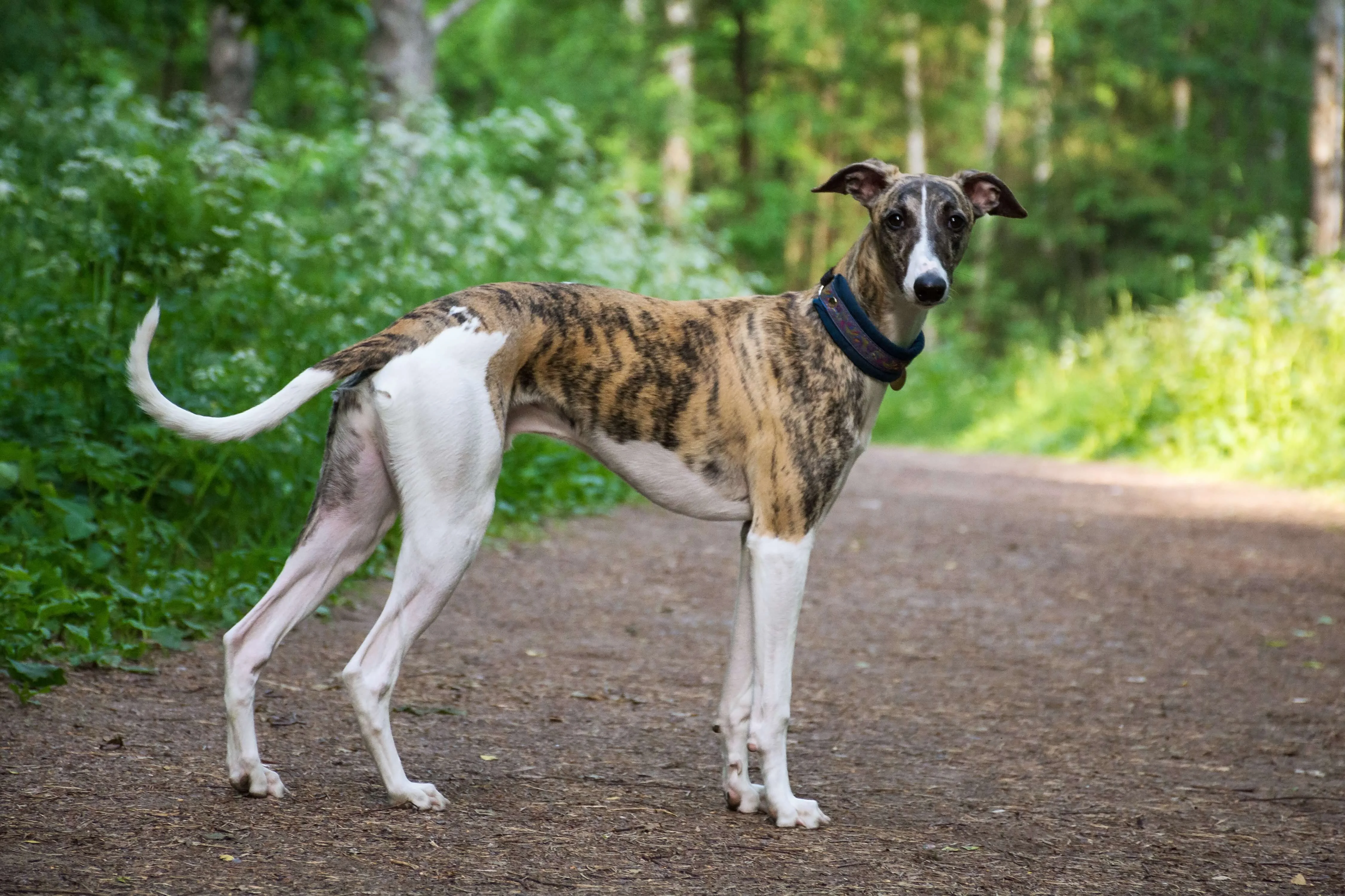 Greyhound dog standing on a mud path in a forest