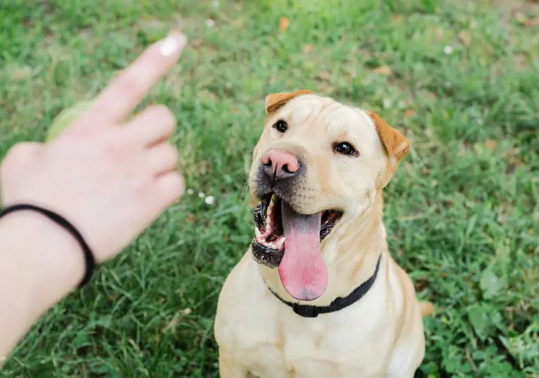 Dog training 101 – the essential guide to teaching your pet new skills