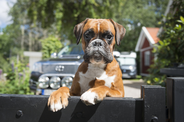 Boxer on the fence