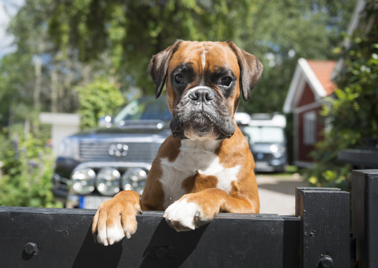 Boxer dog standing up a fence