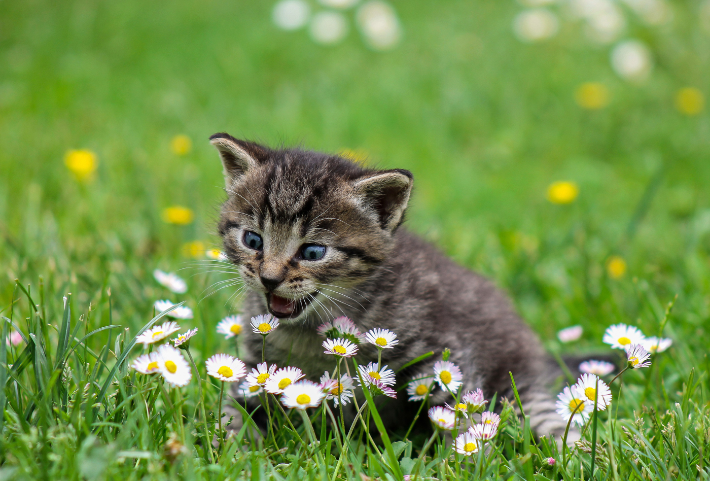 A kitten meowing at some daisies in a garden