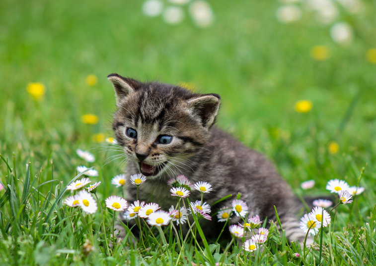 A kitten biting a daisy on a grass patch