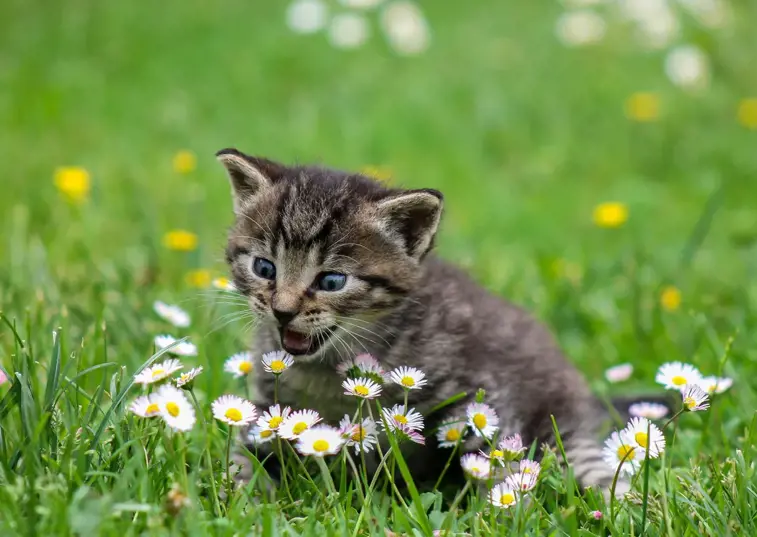kitten in a field of daisies