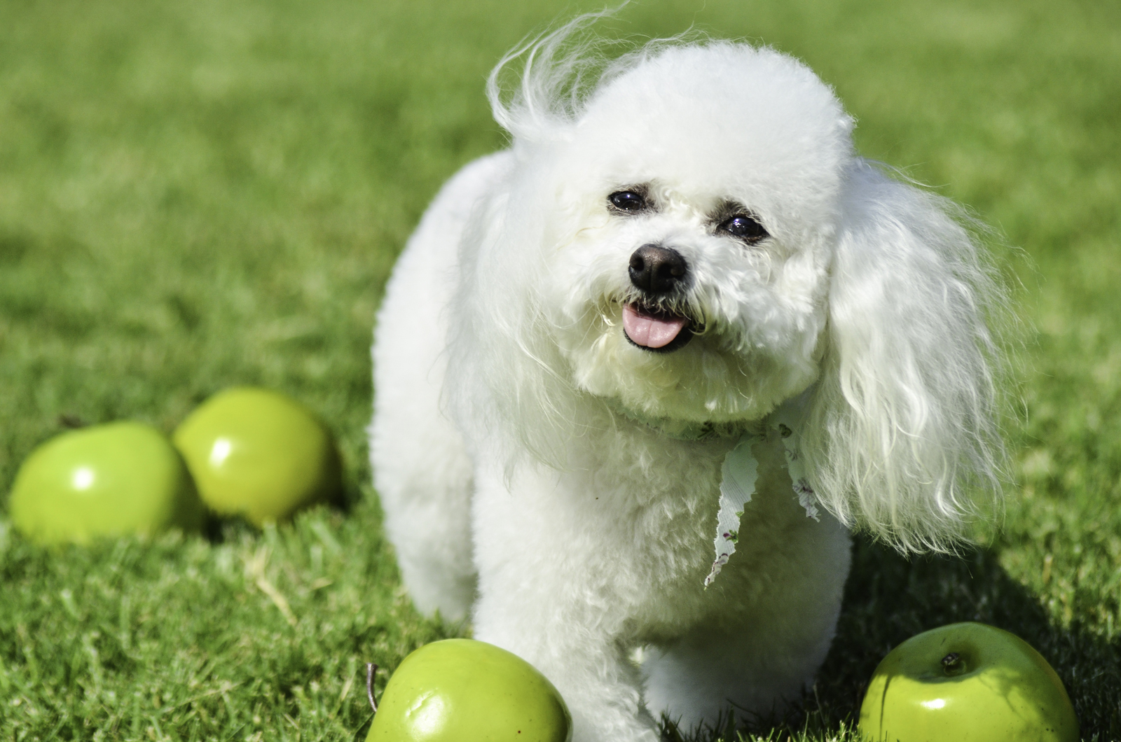 A Bichon Frise dog walking inbetween apples on some grass