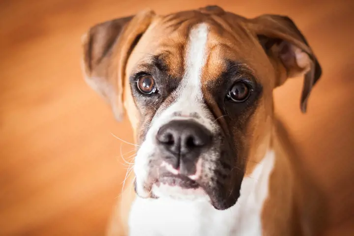 Unboxing the mystery: Why are Boxer dogs called Boxers?