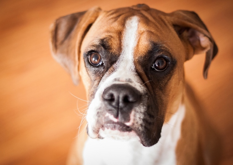 Boxer dog looking into a camera