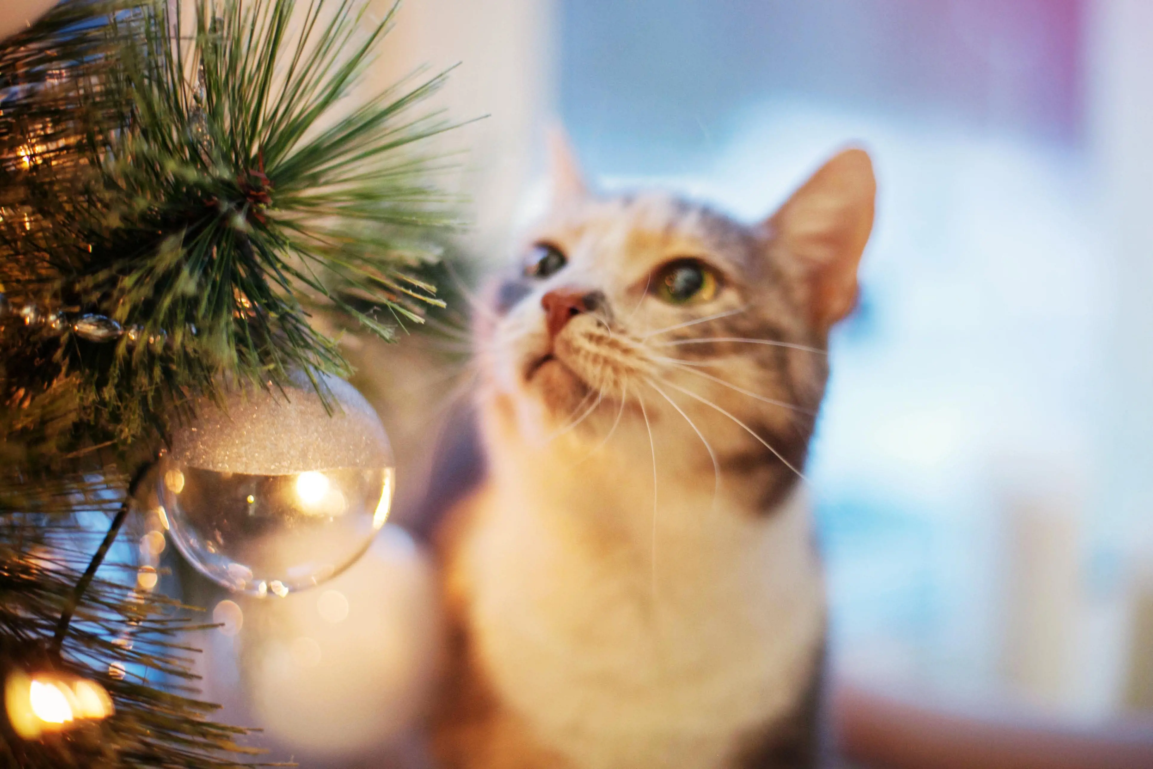 Looking to welcome a new pet this Christmas?