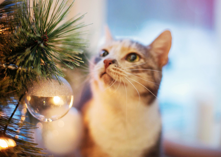 Looking to welcome a new pet this Christmas?