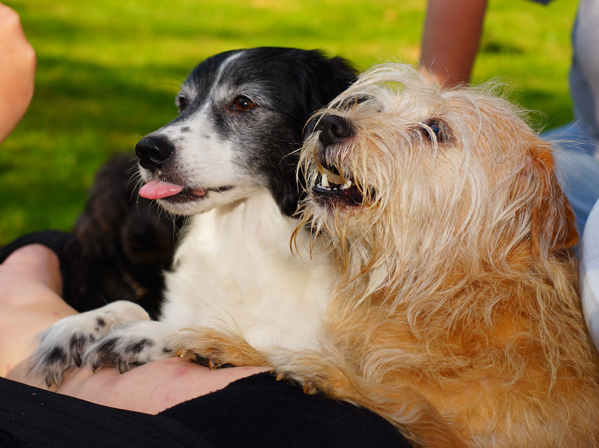 Two dogs jumping up to their owner to beg for food