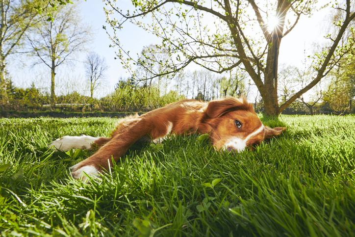 Dog in the garden