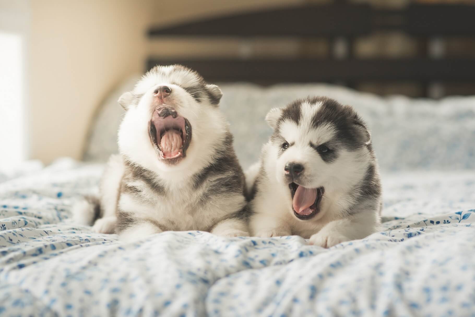 Two very young puppies laying on a persons bed yawning
