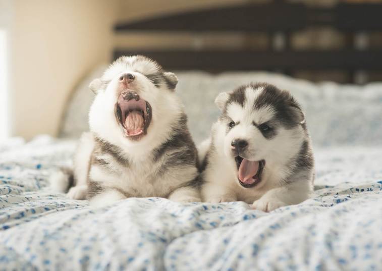 Yawning husky puppies