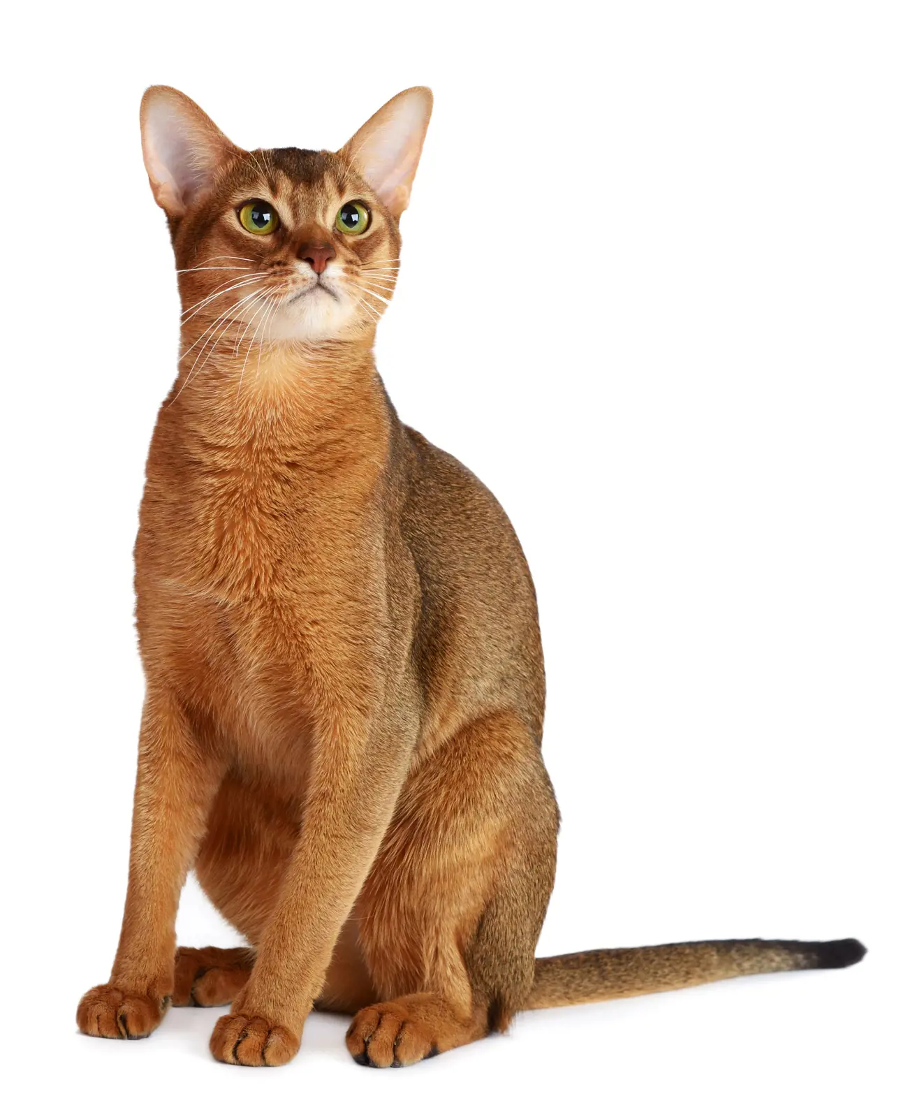 Abyssinian