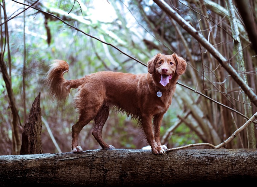 A brown dog standing on a log in a woodland area