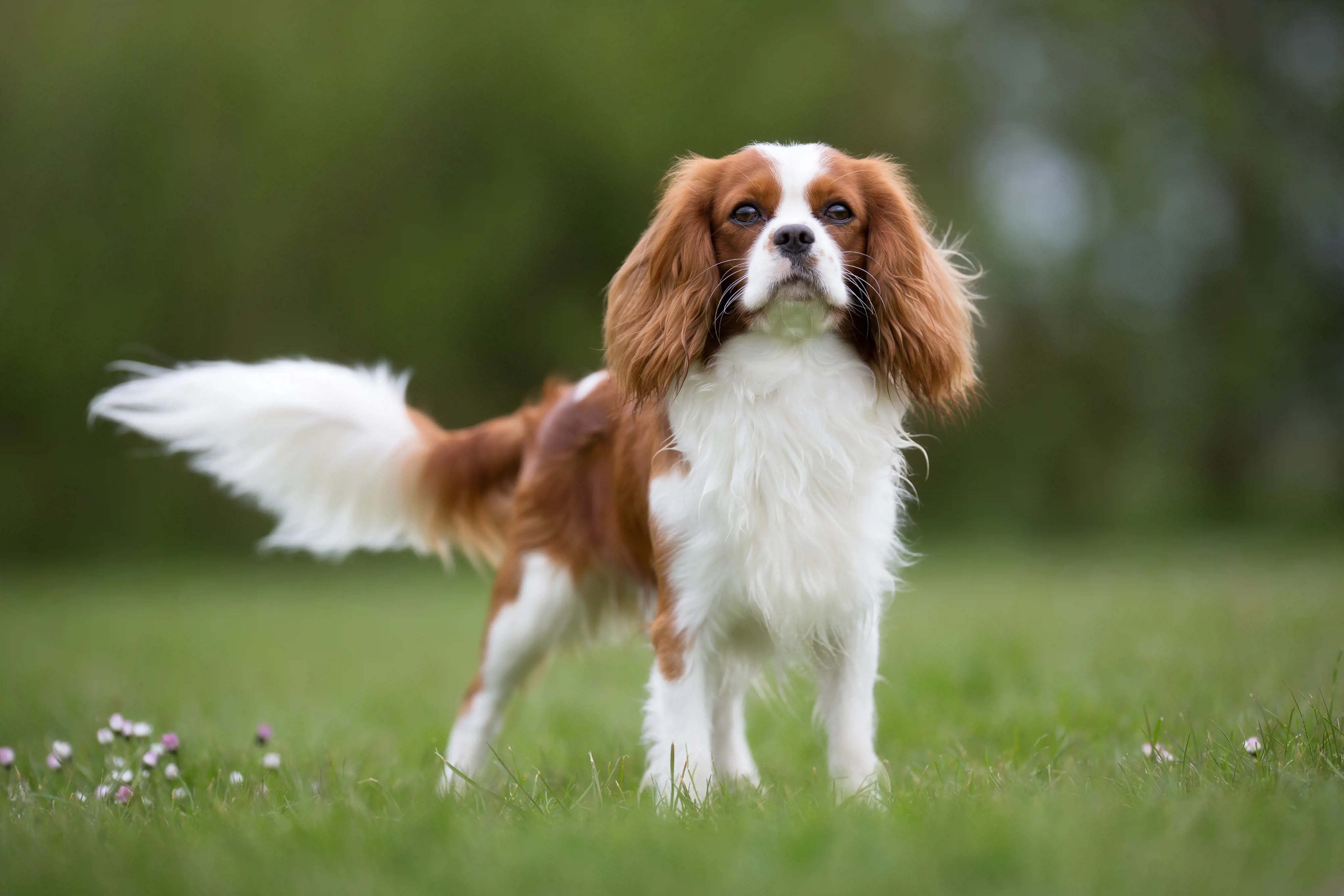 The Cavalier King Charles Spaniel was nearly extinct in the 19th century but was saved through the efforts of American Roswell Eldridge, who offered prizes at dog shows to encourage breeding of the "old type" spaniels resembling those favored by King Charles II.