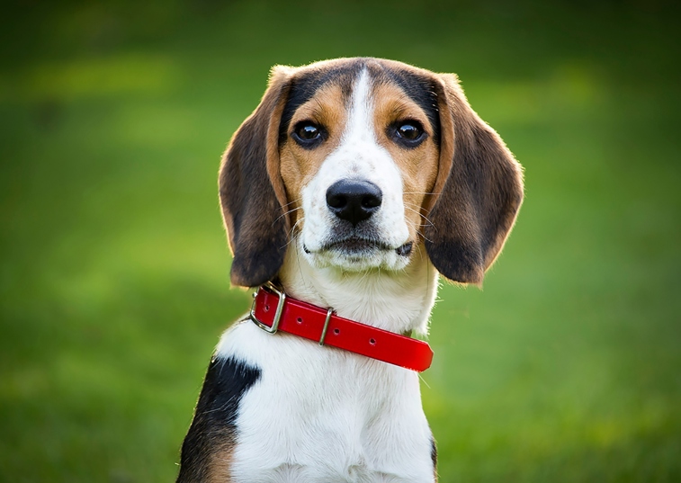 beagle looking upward