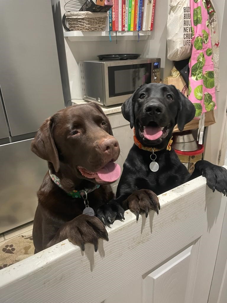dogs in kitchen