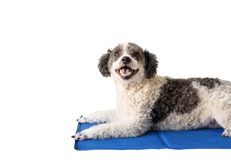 Curly haired dog lying on a blue towel