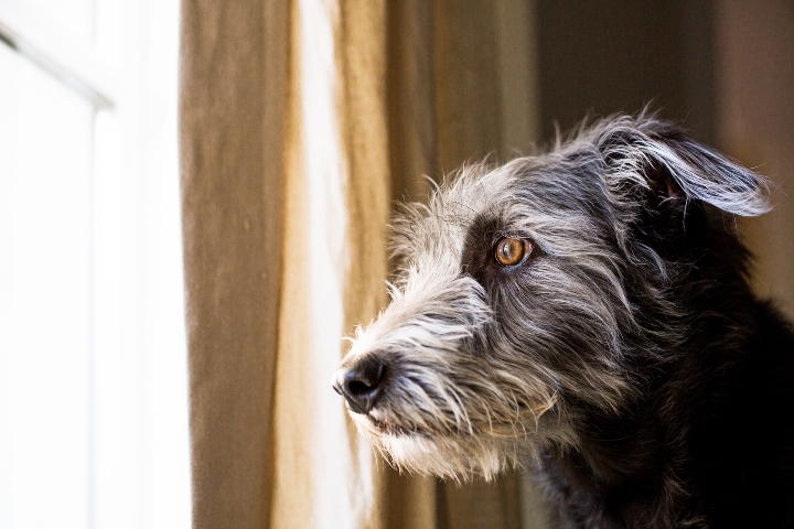 grey dog looking out of the window