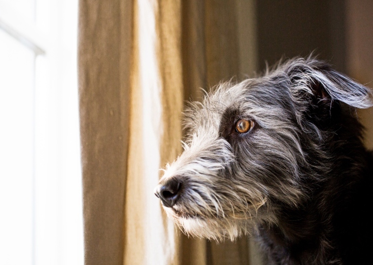 grey dog looking out of the window