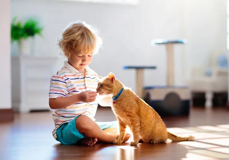 a young child stroking a ginger cat