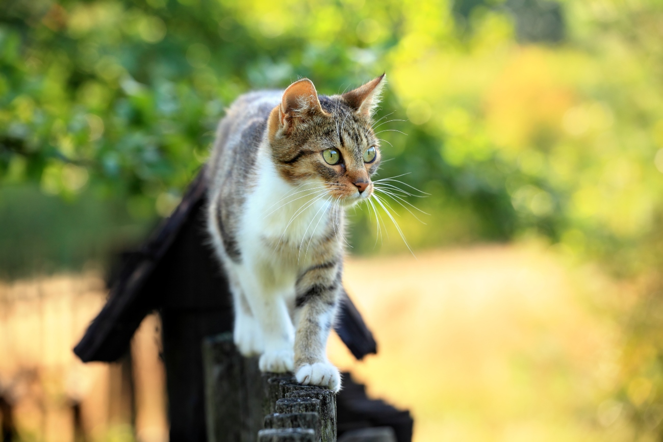 a cat walking along a fence