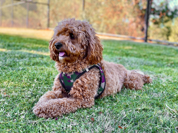 A cockapoo breed of dog wearing a harness laying in a grass field during a walk