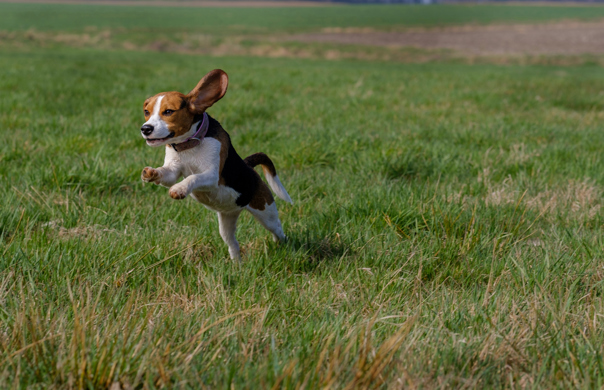 A Beagle leaping through a field with its ears flapping