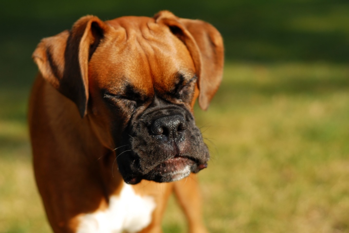 brown dog sneezing