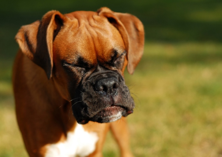 Brown boxer dog sneezing