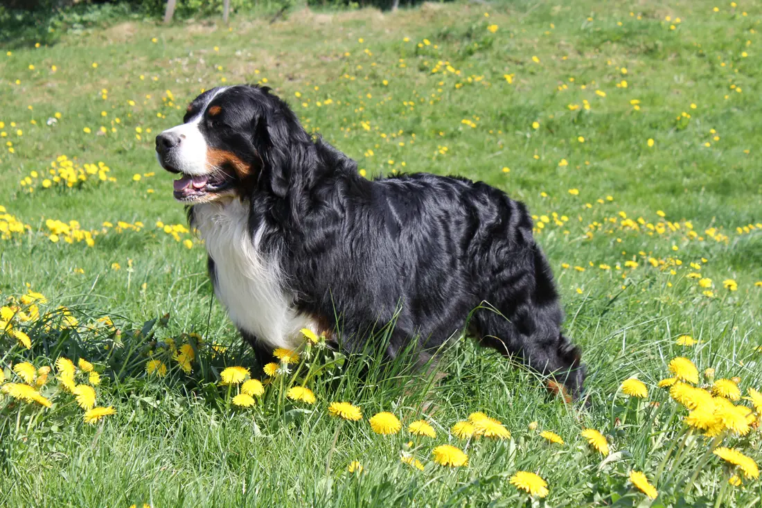 12 of the largest dog breeds