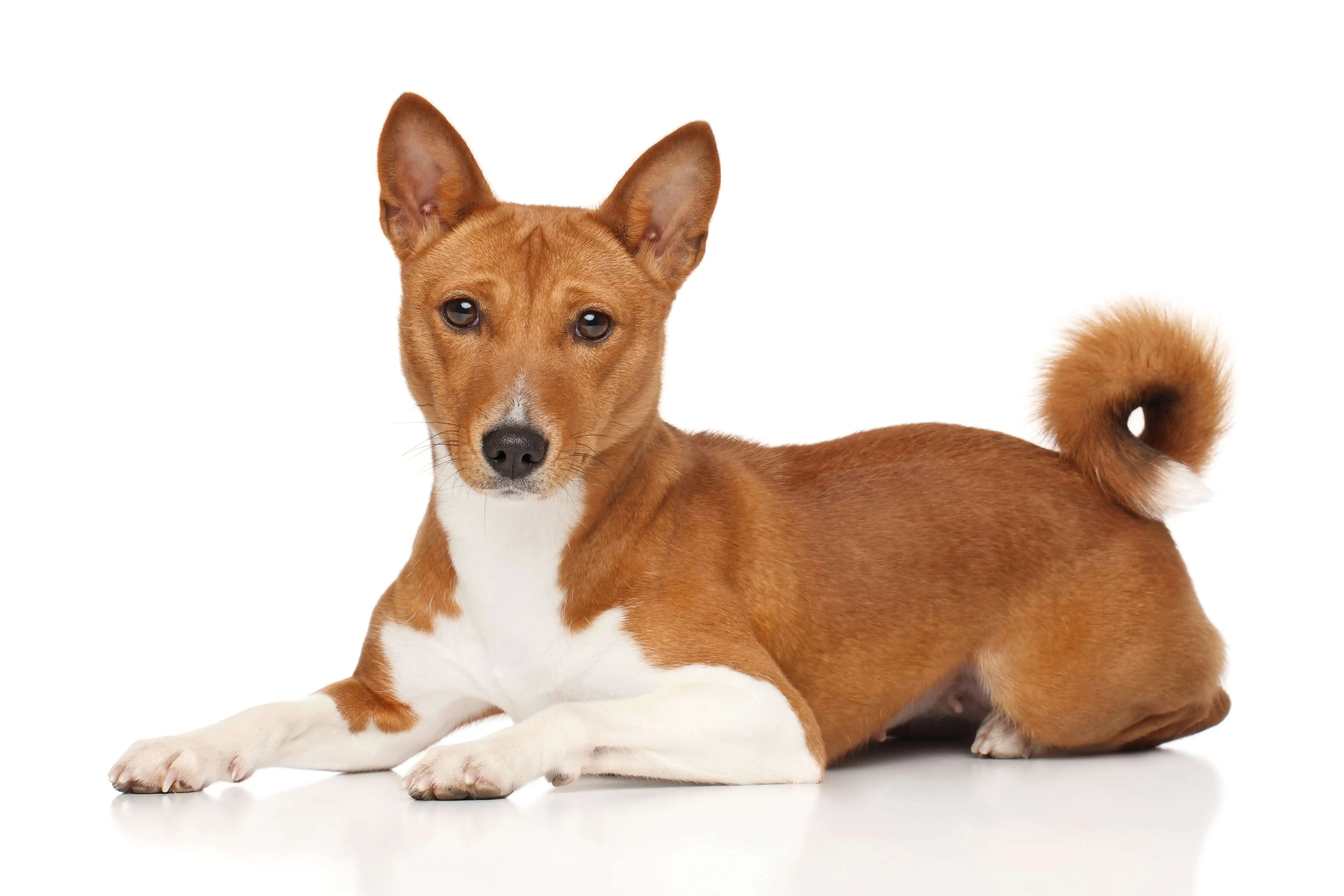 Basenji dog sitting on the floor with a white background