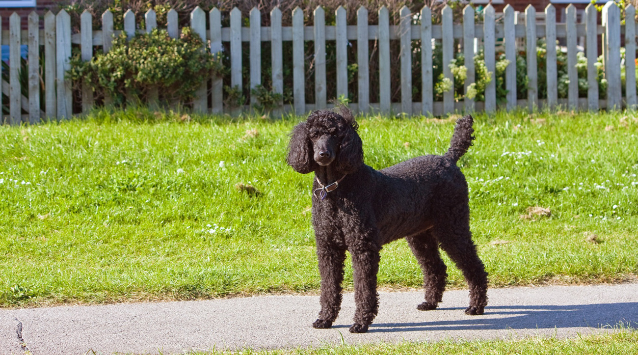 A black poodle standing on a pathway in-front of a picket fence