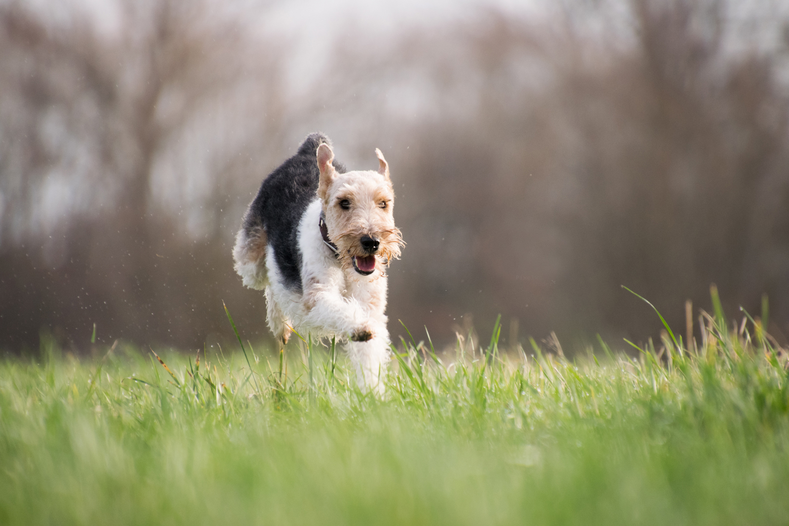 A dog running through a grassy field