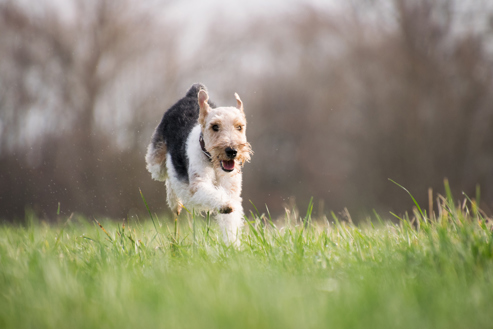 A dog running through a field
