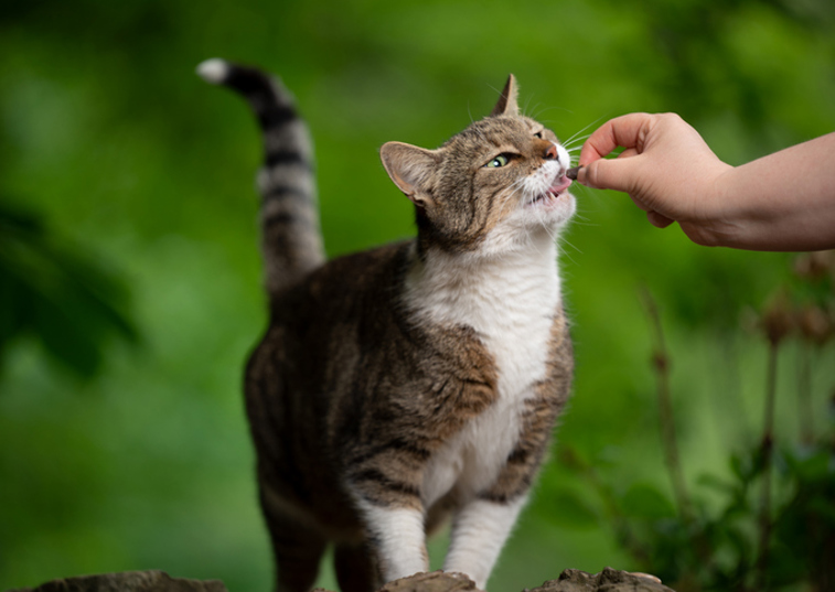 Neighbour feeding cat