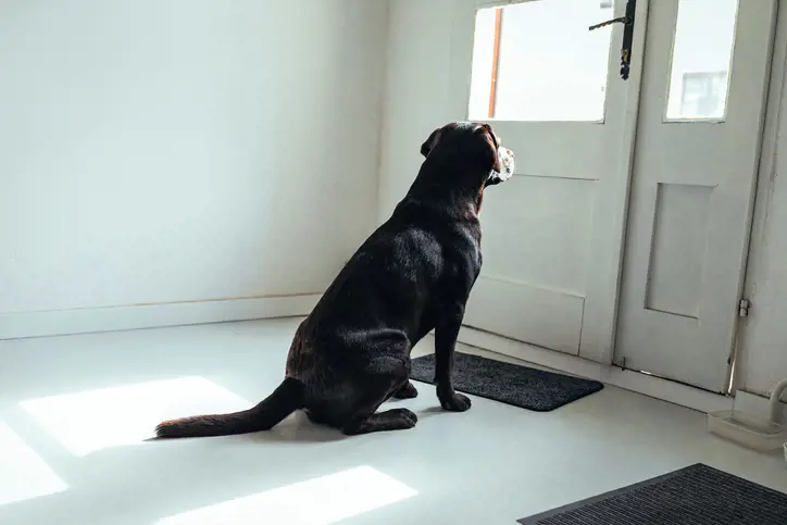 Dog waiting at home