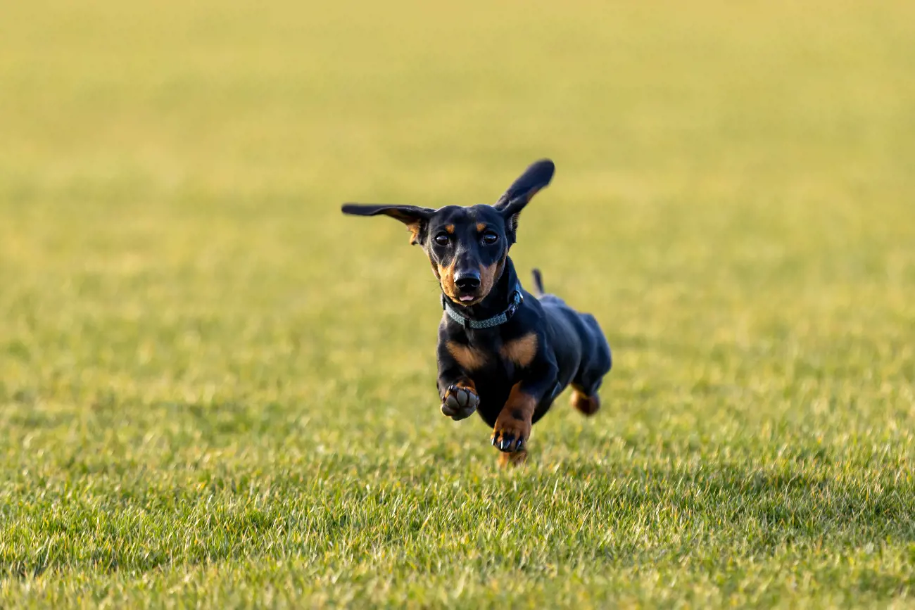 Dachshunds were originally bred in Germany over 300 years ago to hunt badgers. Their name actually comes from the German words "dachs" meaning badger and "hund" meaning dog.